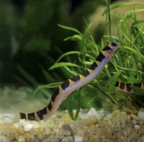 eel like fish for freshwater aquariums